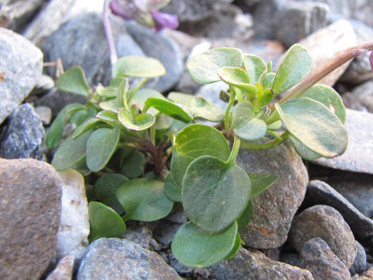Viola comollia  -  Viola di Comolli